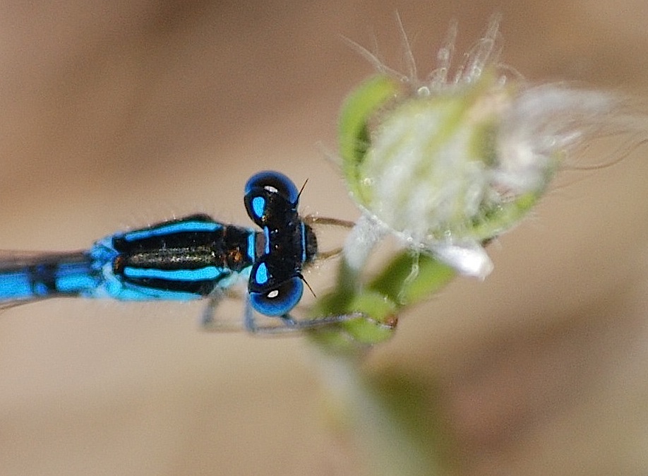 Coenagrion scitulum ?